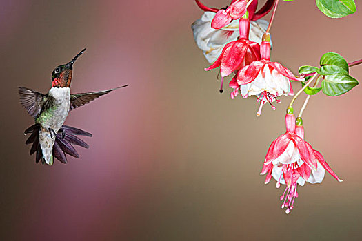 蜂鸟,雄性,紫红色,杂交品种,伊利诺斯,美国