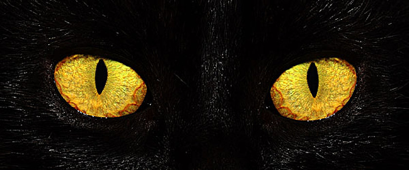 眼睛,黑猫,暗色