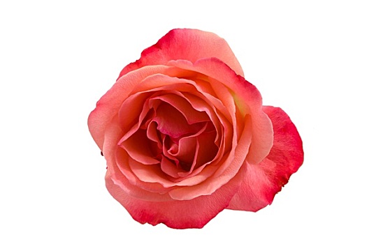 粉红玫瑰,隔绝,白色背景,背景