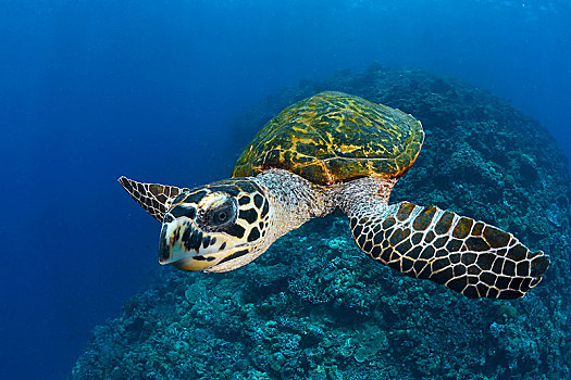 绿海龟,龟类,深海,阿里环礁,马尔代夫,亚洲