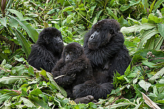 山地大猩猩,大猩猩,母亲,2岁,幼仔,国家,卢旺达