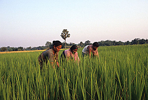 男人,女人,工作,一起,稻田,孟加拉