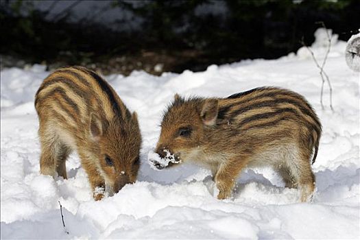 小野猪,小猪,雪地