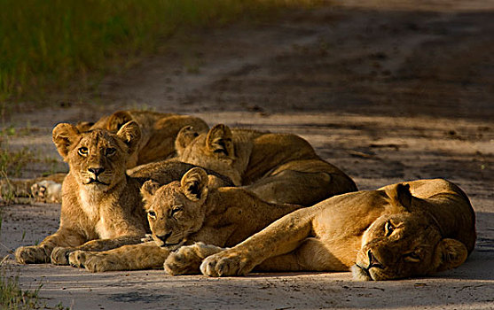 狮子,早晨,奥卡万戈三角洲,博茨瓦纳,非洲