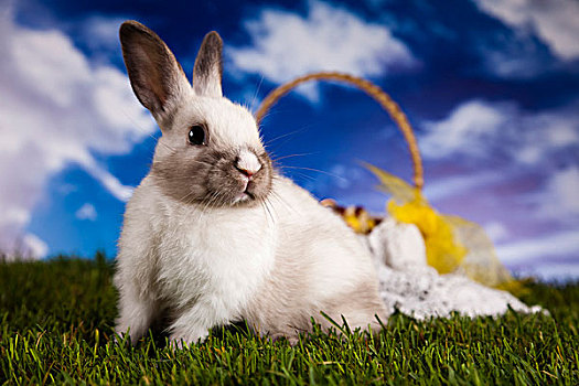 复活节兔子,青草