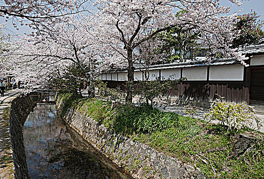 道路,哲学体系,东山,京都,日本