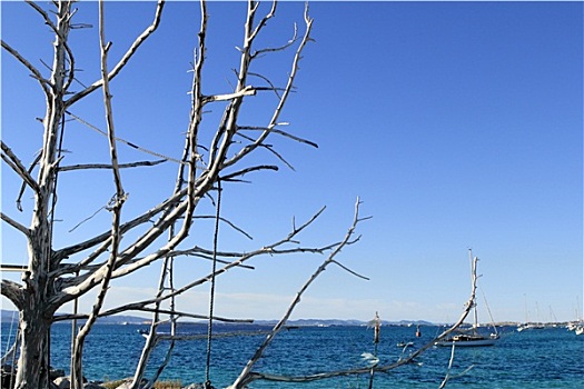 地中海,蓝色海洋,树枝