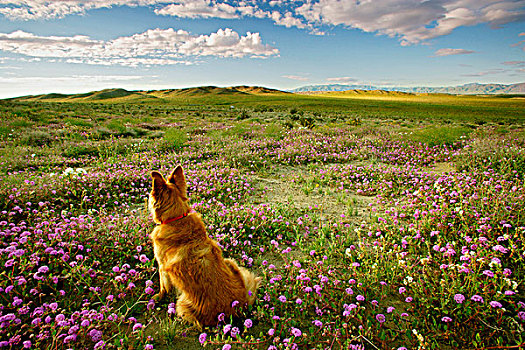 狗,坐,地点,安萨,公园,加利福尼亚,美国