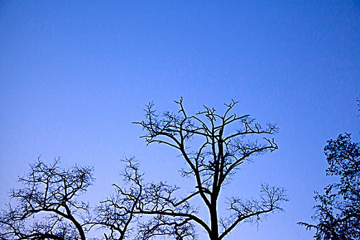 蓝色天空下苍劲有力的树干