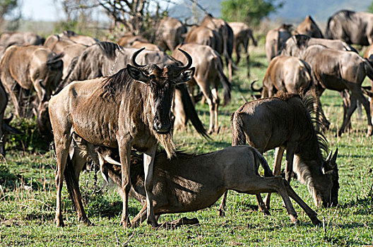 角马,马赛马拉国家保护区,肯尼亚