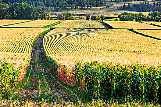 收获,玉米地,不列颠哥伦比亚省,加拿大