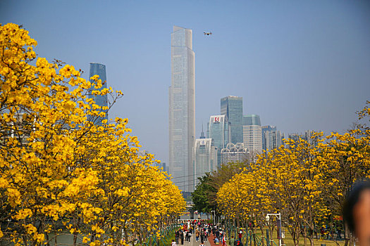 磨碟沙公园,黄花风铃