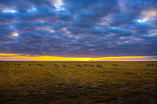 肯尼亚马赛马拉草原日落