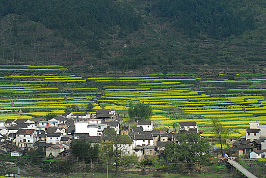 江西婺源民居和油菜花田