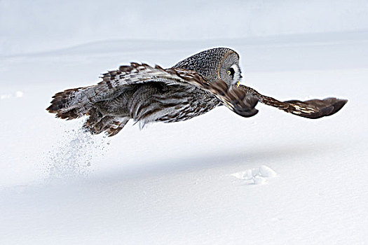 乌林鸮,猎捕,芬兰