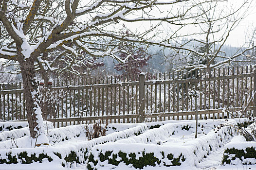 雪,别墅花园,苹果树,栅栏