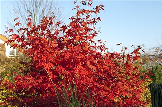 秋季,枫树