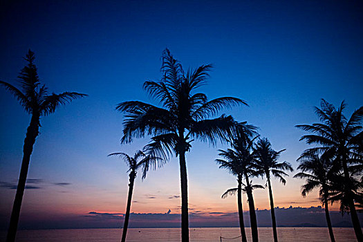 棕榈树,树,海洋,黎明,会安,越南