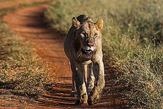 狮子,查沃,肯尼亚,非洲