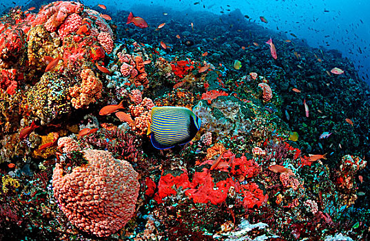 珊瑚礁,刺蝶鱼,科莫多,印度洋,印度尼西亚
