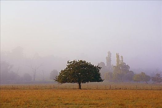 树,雾,亚拉谷,维多利亚,澳大利亚