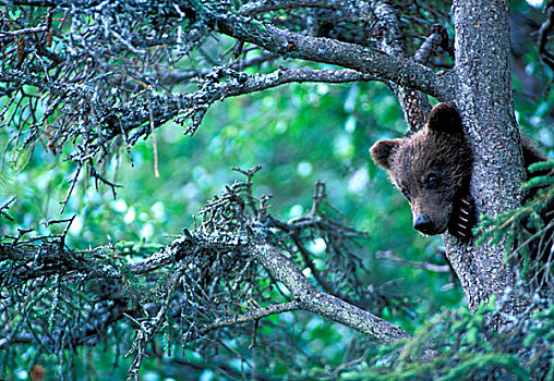 美国,阿拉斯加,卡特迈国家公园,大灰熊,幼兽,棕熊,休息,黑色,云杉,鱼,布鲁克斯河