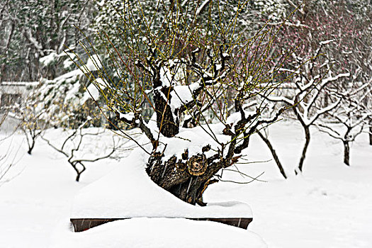 雪中的树桩盆景