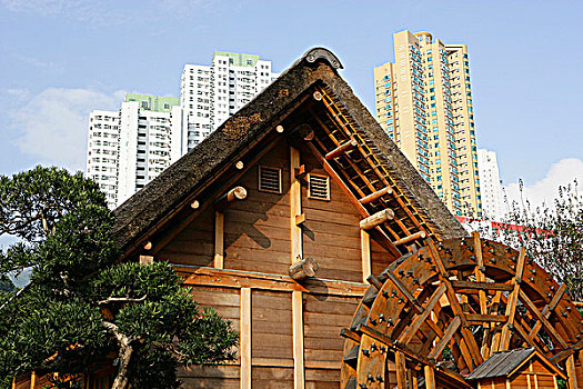 茶园,女修道院,中式花园,山,香港