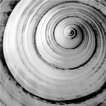 抽象,海螺壳