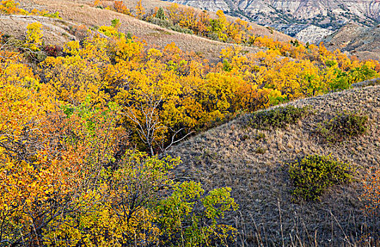 绿色,灰尘,树,彩色,西奥多罗斯福国家公园,北达科他,美国
