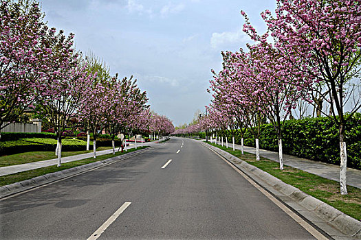 重庆上邦国际樱花大道