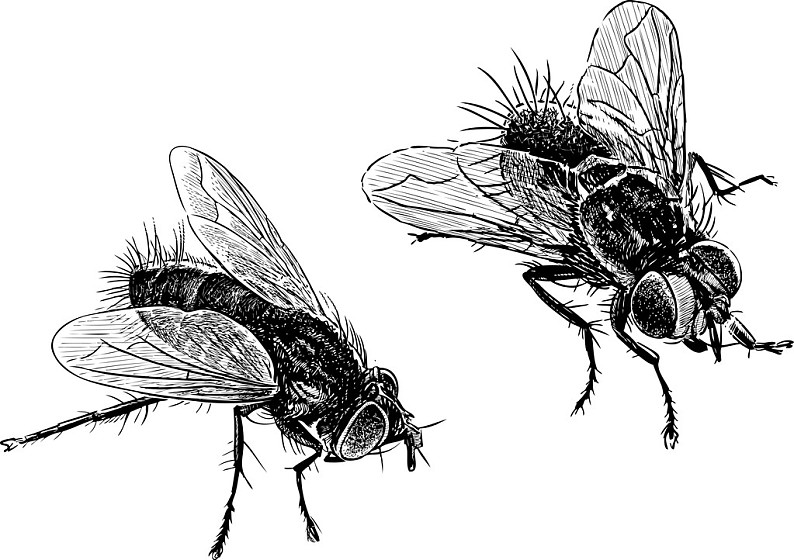两个,黑色,苍蝇,矢量,绘画,大_高清图片_全景视觉
