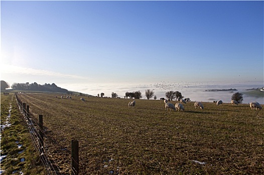 绵羊,放牧,冬天,地点