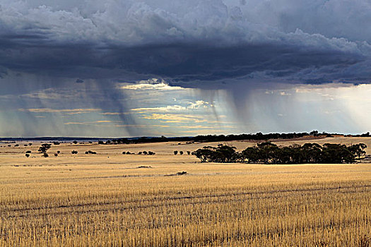 风暴,上方,农田,西澳大利亚州,澳大利亚