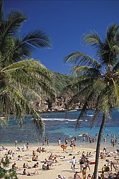 夏威夷,瓦胡岛,恐龙湾,许多人,海滩,框架,两个,棕榈树