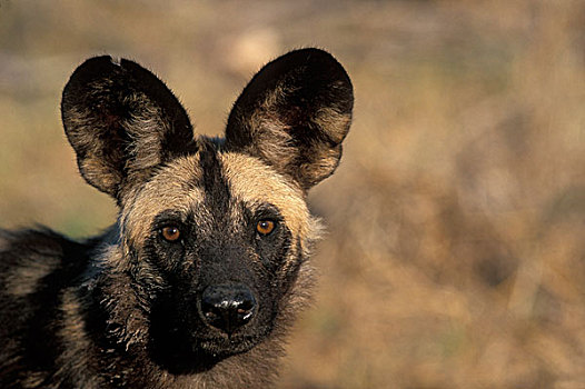 非洲,博茨瓦纳,乔贝国家公园,非洲野狗,非洲野犬属,靠近,萨维提,湿地,早晨