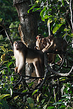 短尾猿,猪尾,群,婆罗洲,马来西亚