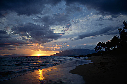 剪影,棕榈树,海滩,毛伊岛,夏威夷,美国