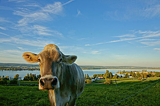 母牛,湖,康士坦茨,靠近,瑟尔高,瑞士,欧洲