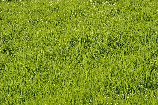 露珠,草坪