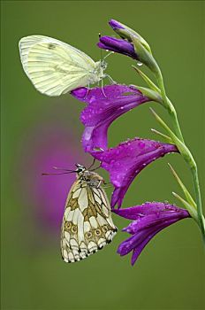 白蝴蝶,湿地,剑兰