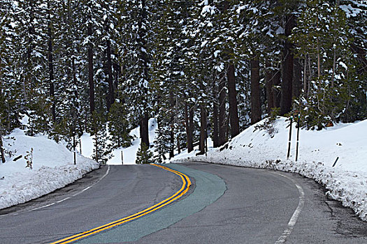 雪,树林,公路,上方,内华达山脉,加利福尼亚,美国