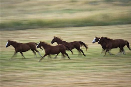 家养马,马,牧群,五个,驰骋,地点,俄勒冈