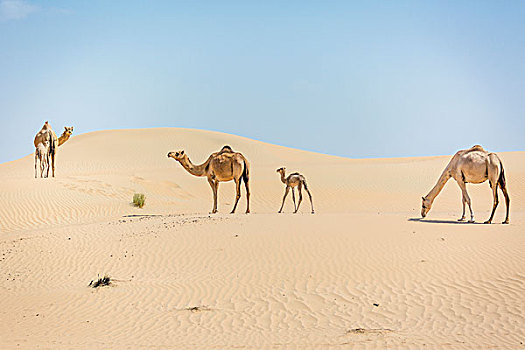 单峰骆驼,年轻,沙丘,沙漠,阿联酋,亚洲