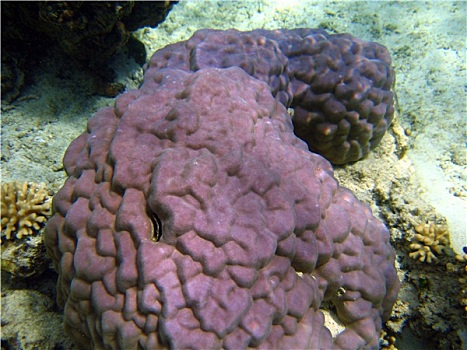 紫色,珊瑚