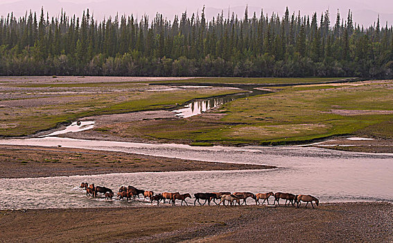 成群,野马,河床,河,国家公园,蒙古,亚洲
