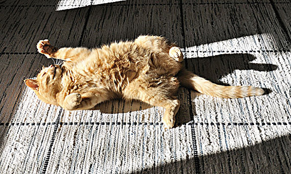 猫,地毯