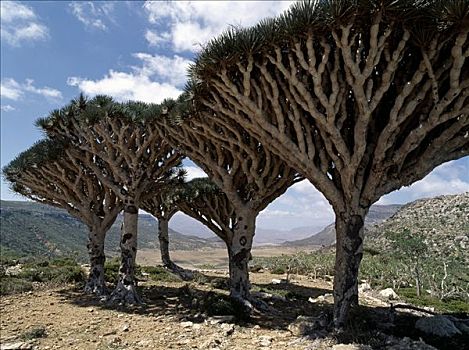 本土动植物,血,树,生长,山峦,亲属,龙血树,非洲,大陆,加纳利群岛