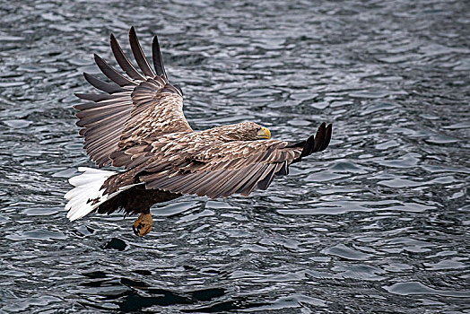白尾鹰,白尾海雕,飞,猎捕,上方,水,罗弗敦群岛,挪威,欧洲