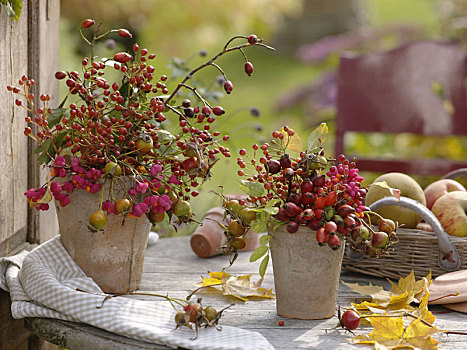 野玫瑰果,卫茅属植物,陶制器具